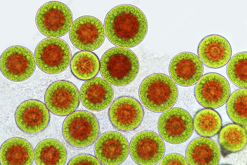 Astaxanthin