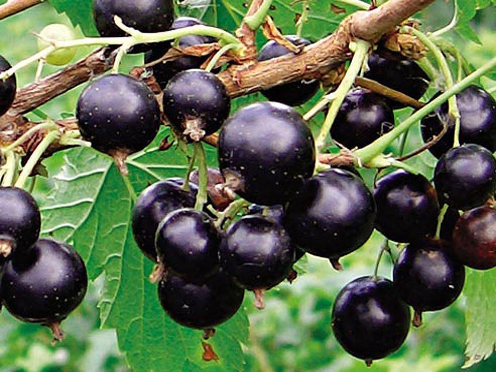 C3G (European Black Currant)