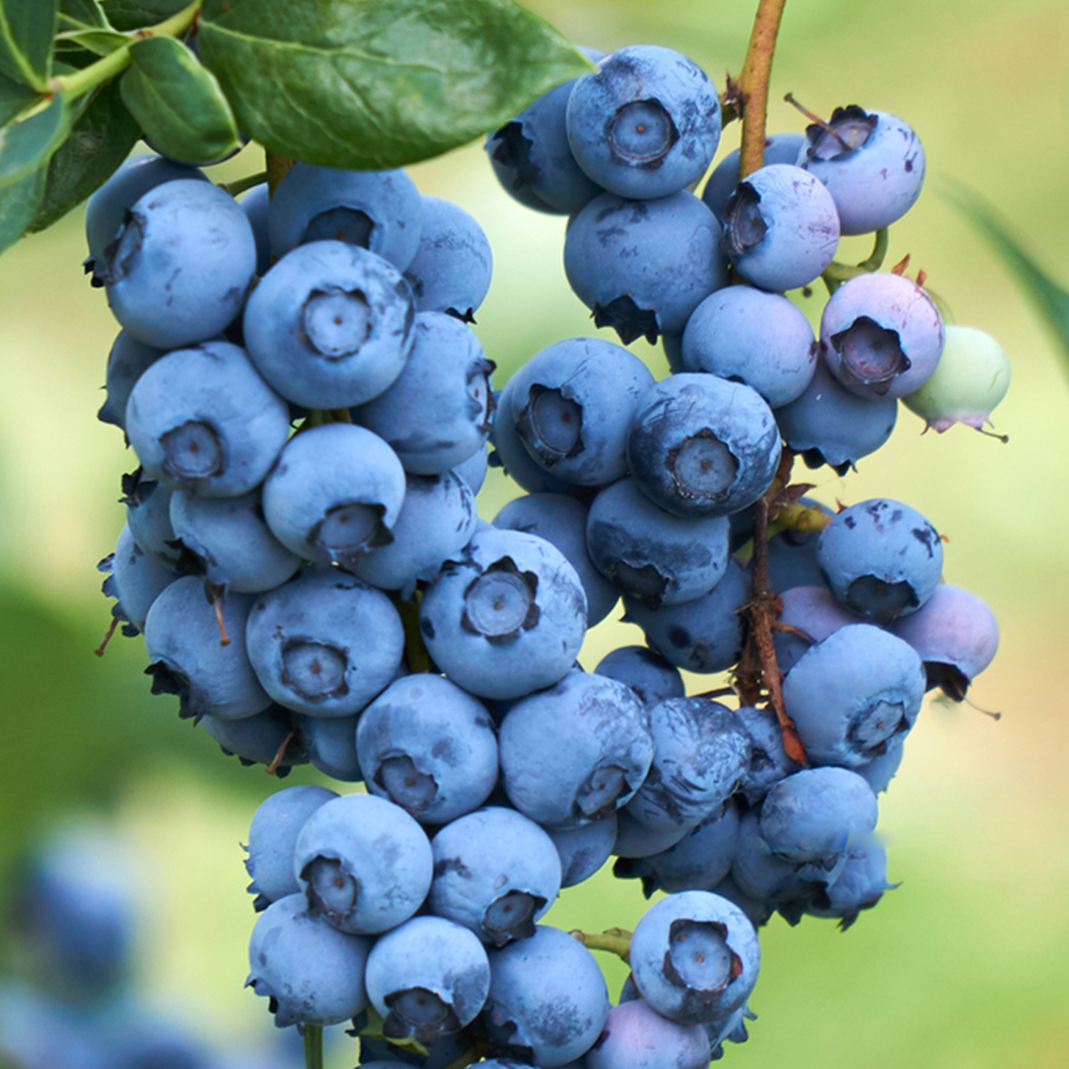 North American Blueberry