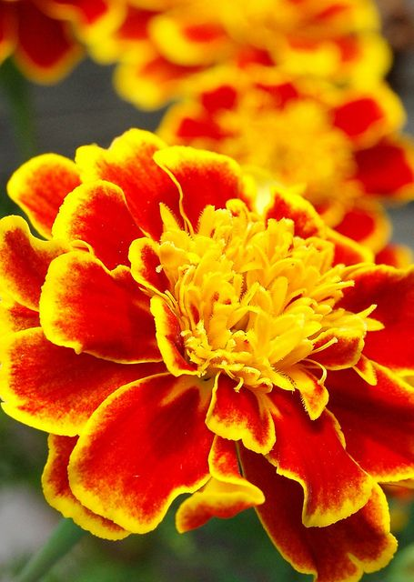 Lutein (Lutemax 2020®)
