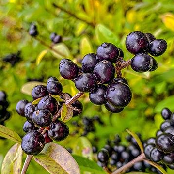 Maqui Berry Extract