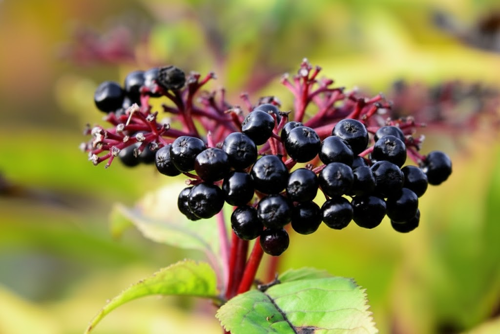 Wild Bilberry Extract