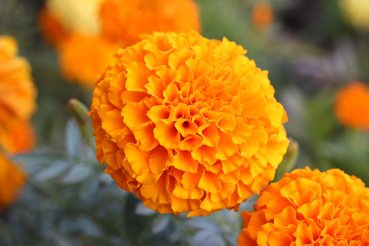 Zeaxanthin